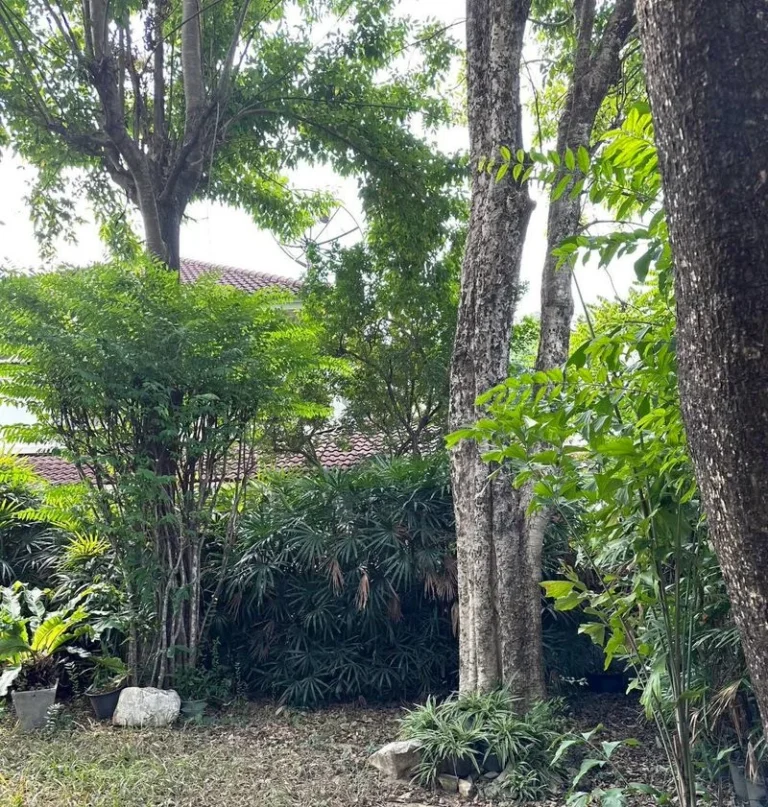 4-Bedroom Detached House on Ramkhamhaeng 112, 120 sq.wah, Tropical Garden, photo 16