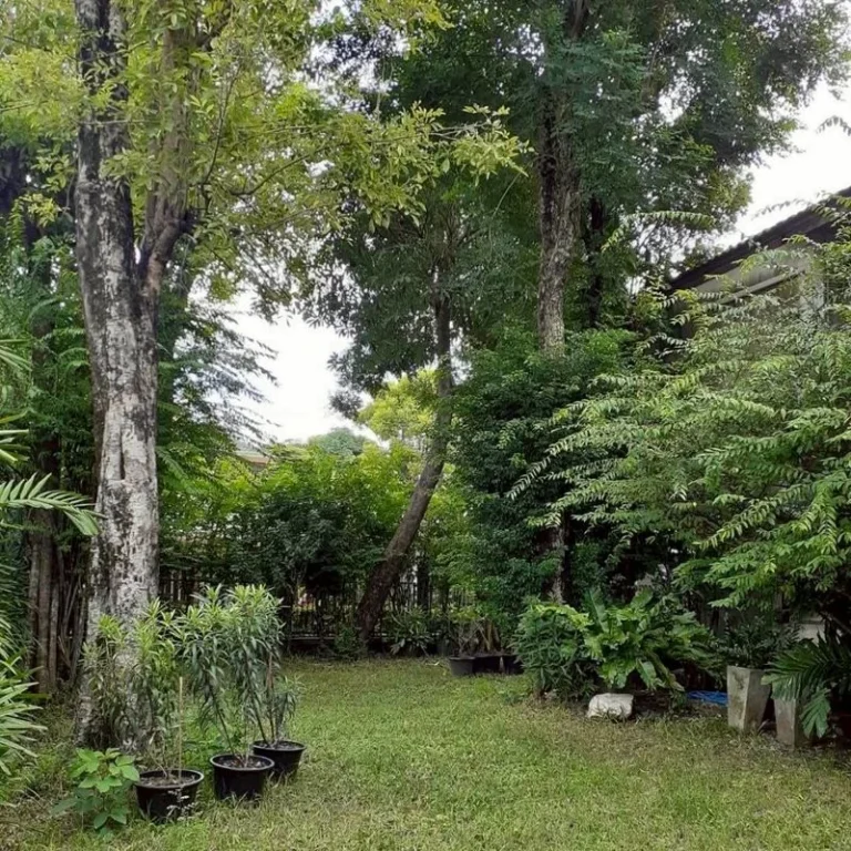 4-Bedroom Detached House on Ramkhamhaeng 112, 120 sq.wah, Tropical Garden, photo 3