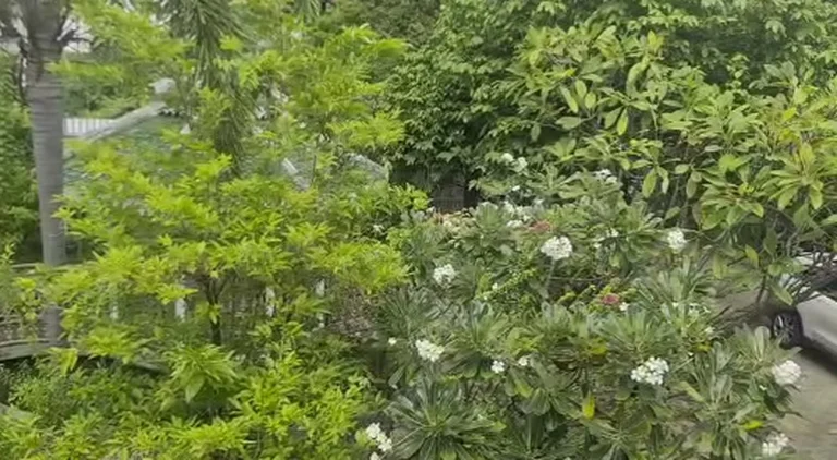 Frangipani garden on the land