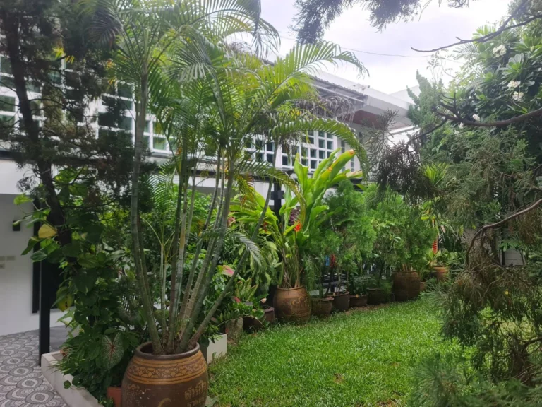 Lawn in the tropical garden
