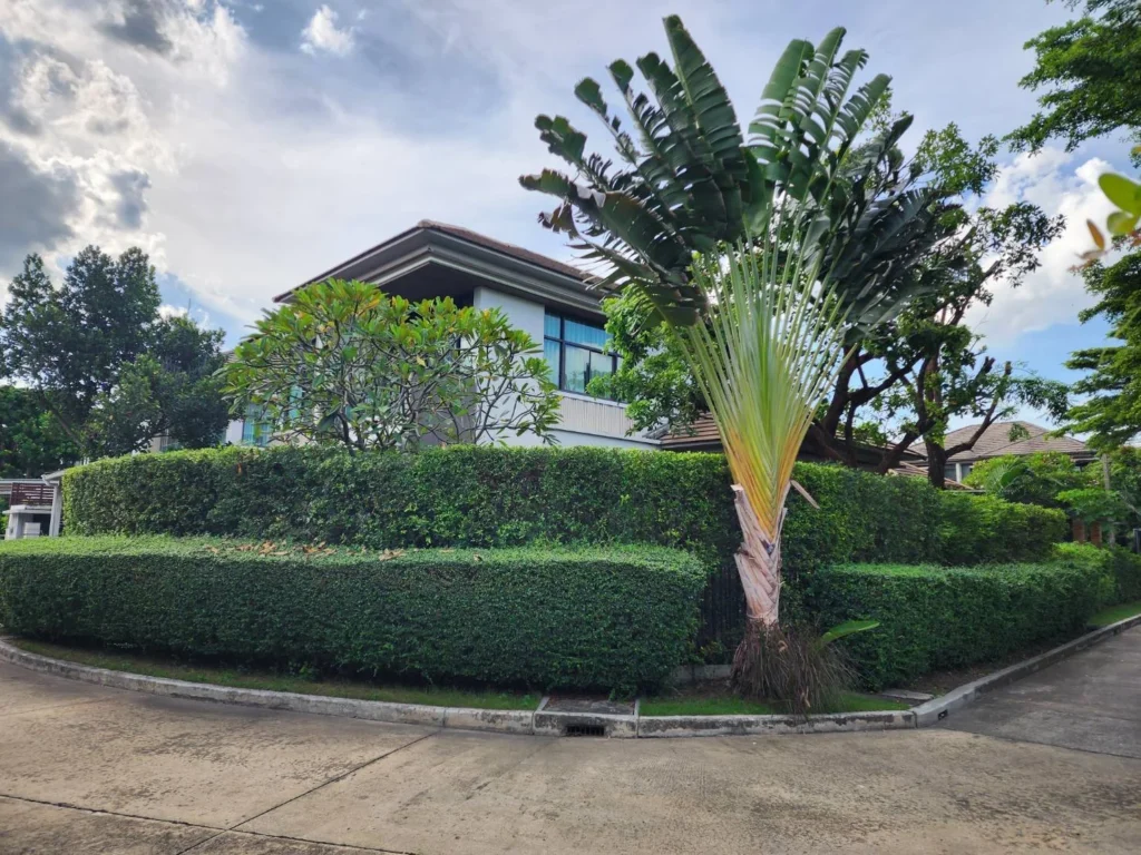 Corner plot with a traveller's palm and tall hedges