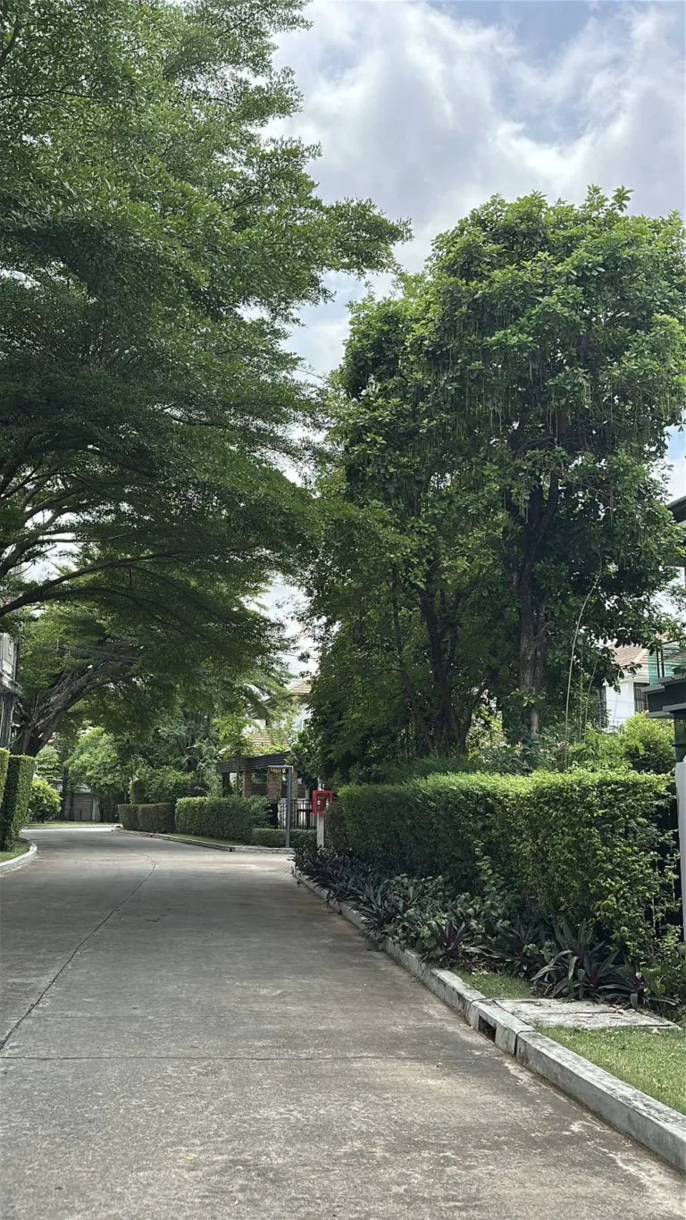 Tree-lined road inside the project